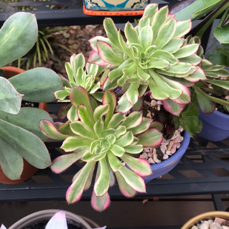 plant image 1499440 plant image 1499440