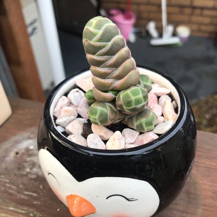 Plant image Crassula 'barklyi'