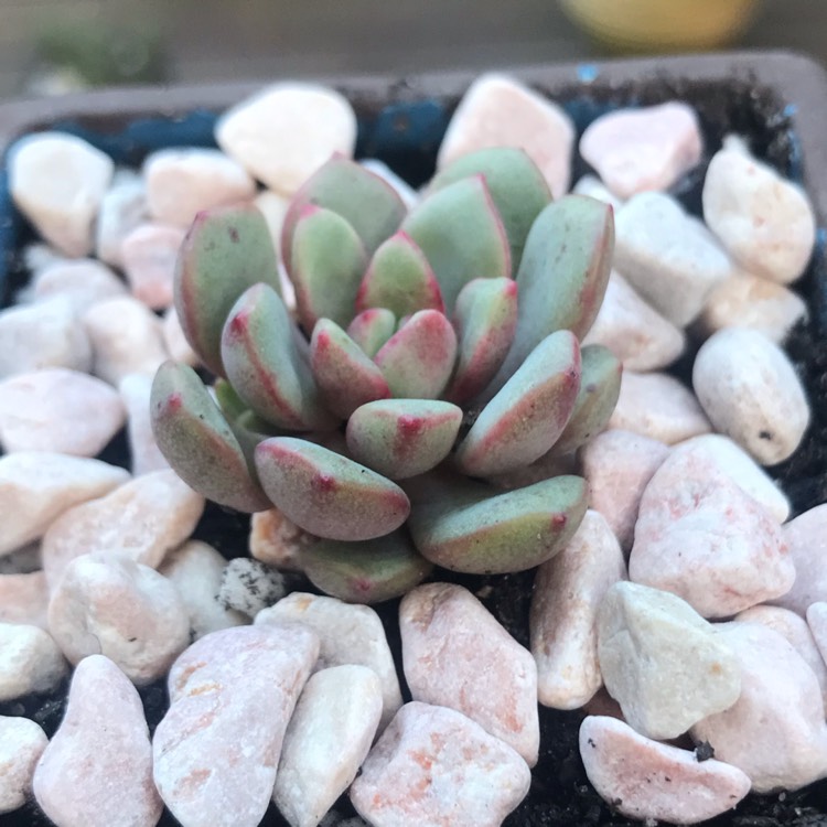 Plant image Echeveria Love Me