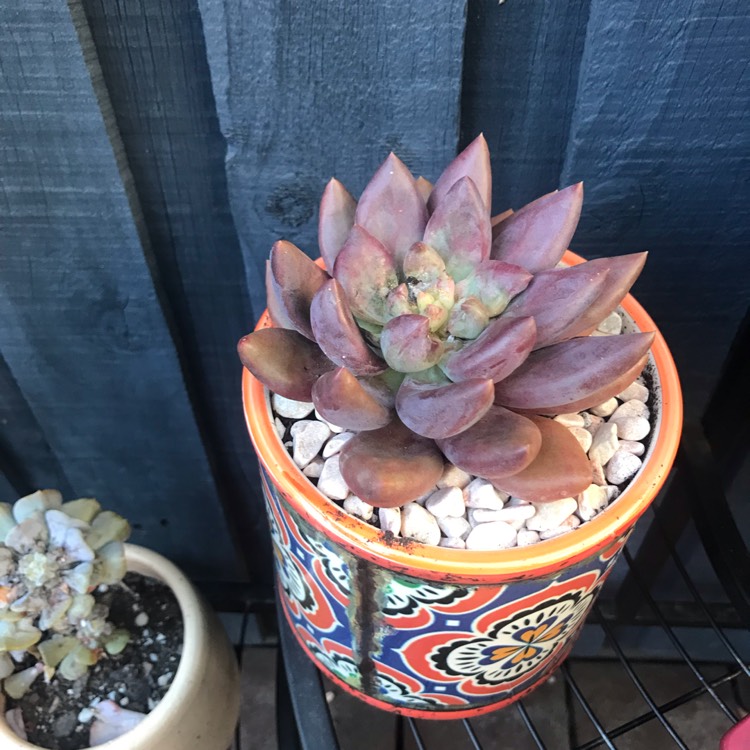 plant image 1502288 plant image 1502288