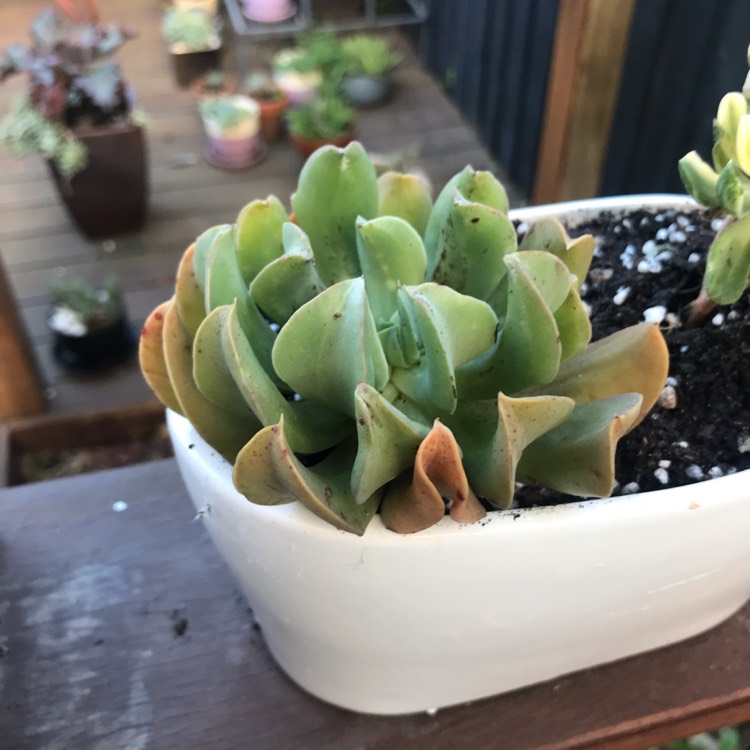 plant image 1502292