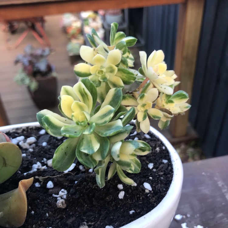 Plant image Aeonium Castello-Paivae