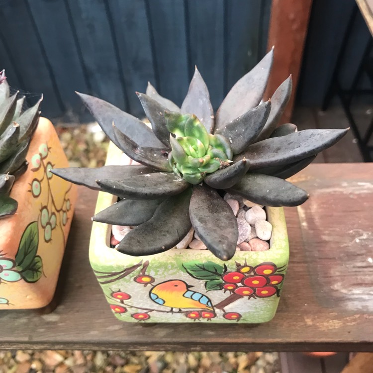 plant image 1511665