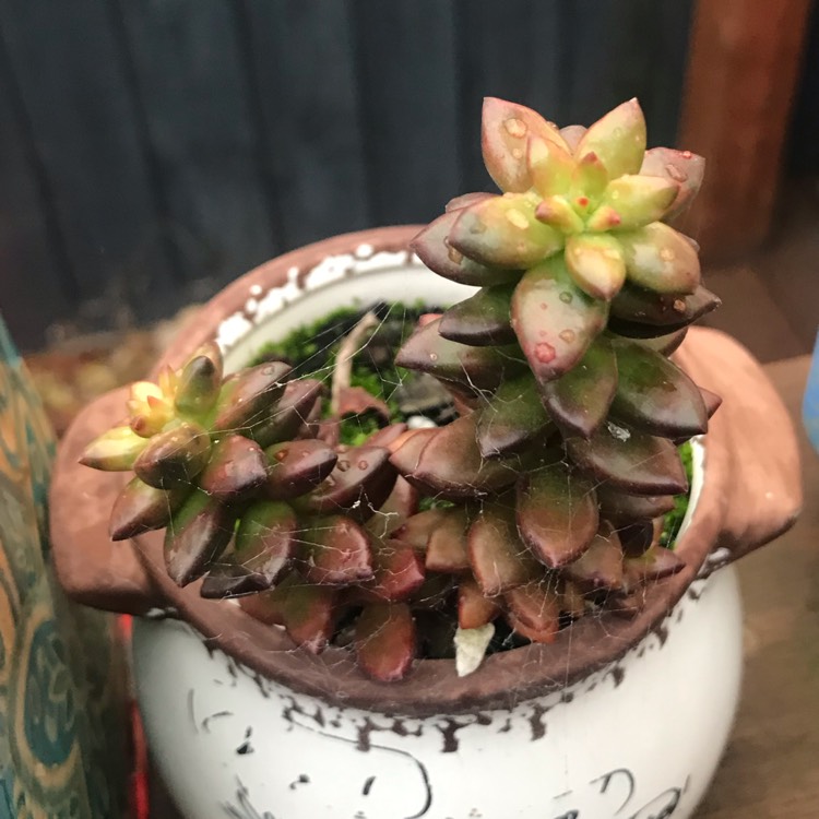 plant image 1511669
