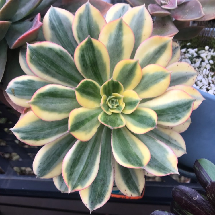 plant image 1520854