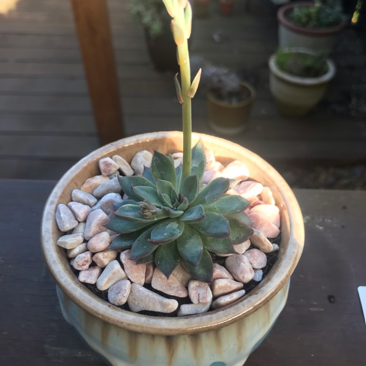 Plant image xGraptoveria Still Loving You