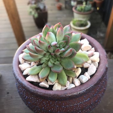 Echeveria Mebina