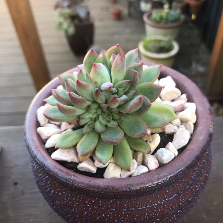 Plant image Echeveria Mebina