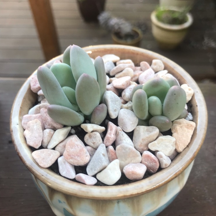 Plant image Pachyphytum Oviferum Mikadukibijin