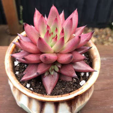 Echeveria Celestia