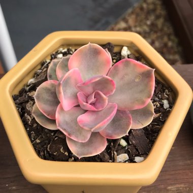 Echeveria Perle Von Nurnburg Variegata