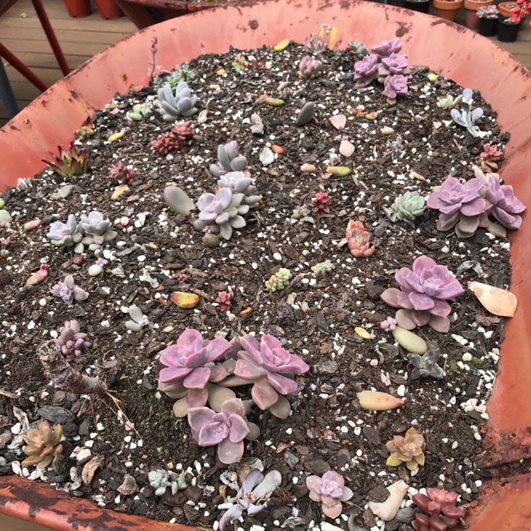 plant image 1539153