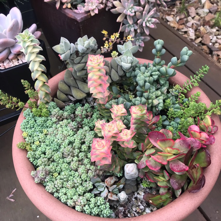 plant image 1546870