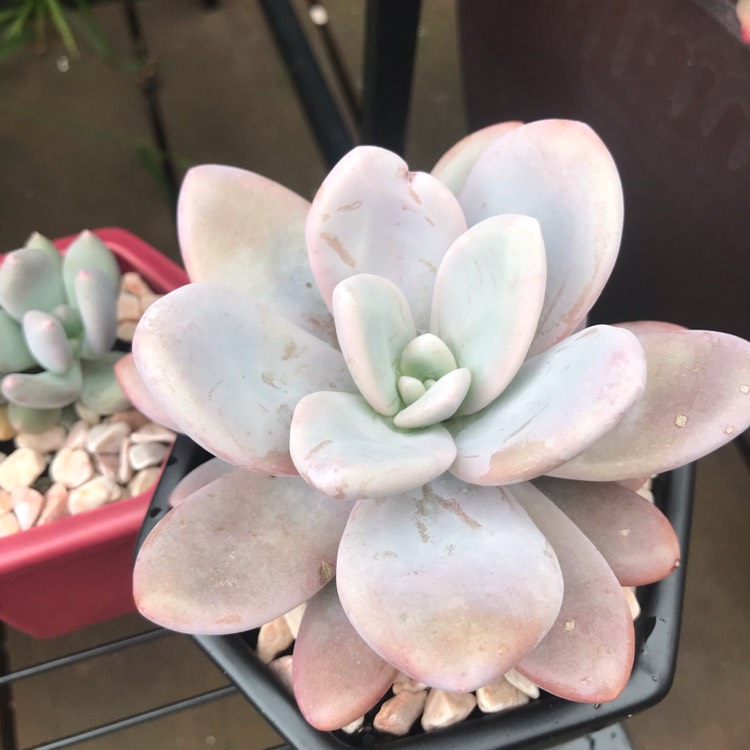 plant image 1547205 plant image 1547205