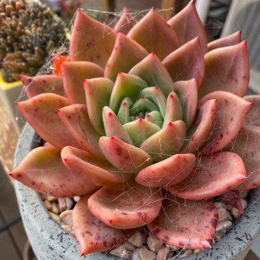Echeveria Champagne