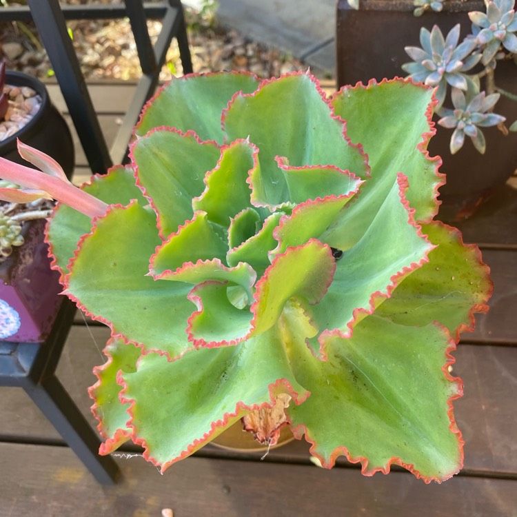 plant image 1569582 plant image 1569582