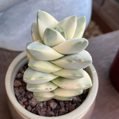 Crassula Moonglow Variegata