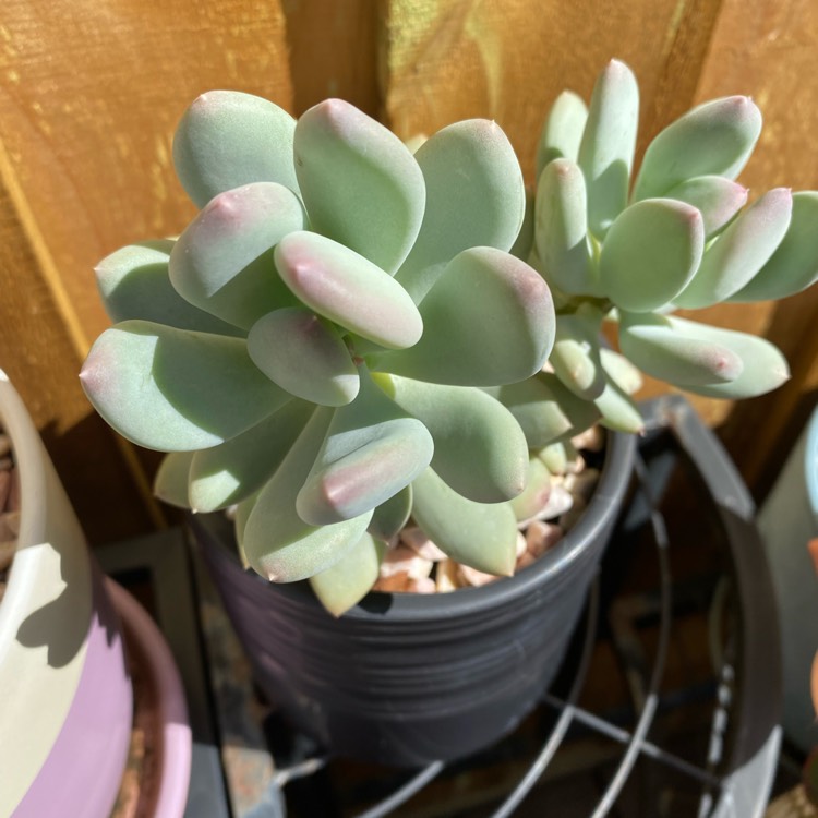 Plant image Pachyphytum Pink Tips
