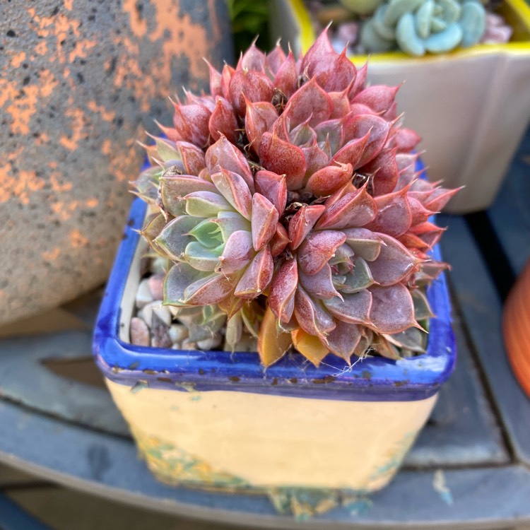 Plant image Echeveria Parks Pop Candy