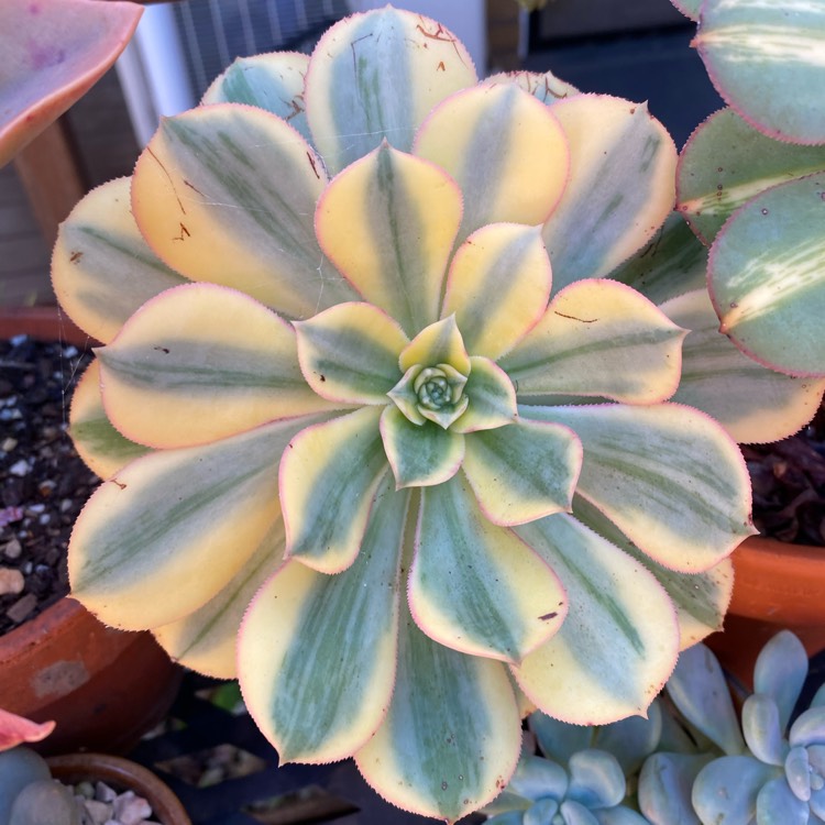plant image 1573869
