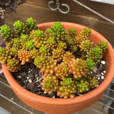 Sedum Rubrotinctum Dwarf 