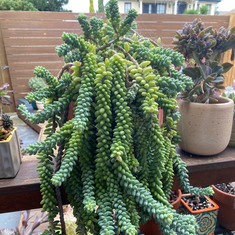 plant image 1581593 plant image 1581593