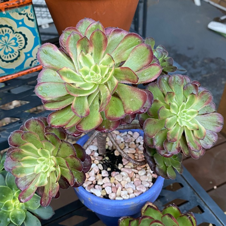 plant image 1588533 plant image 1588533