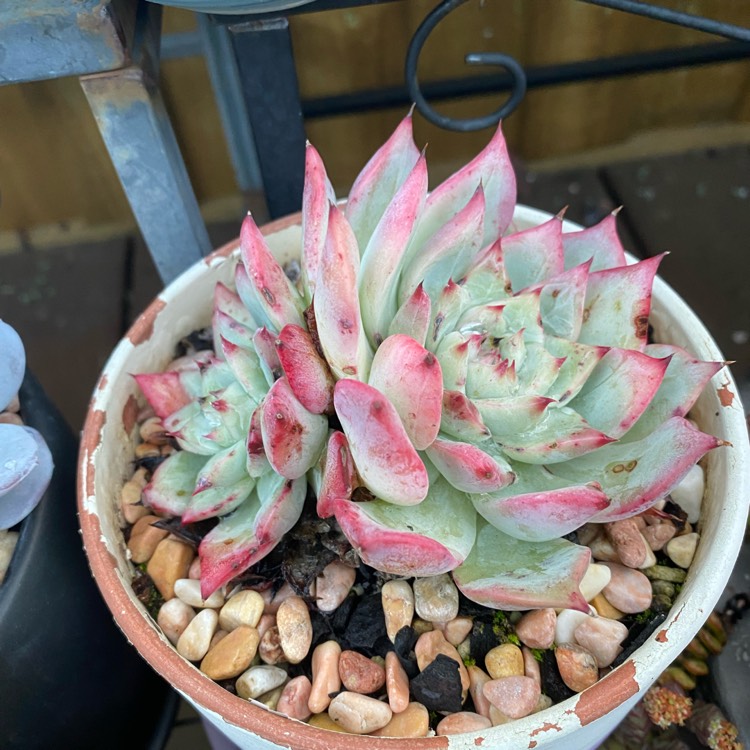 plant image 1588537 plant image 1588537
