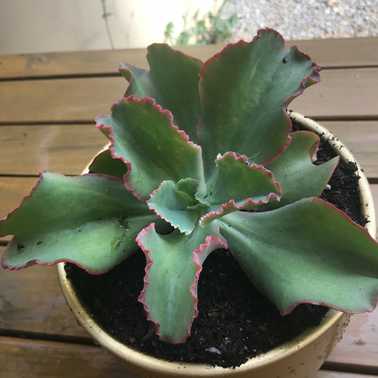 plant image 653594 plant image 653594