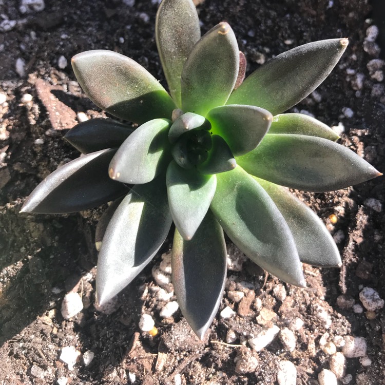plant image 653598
