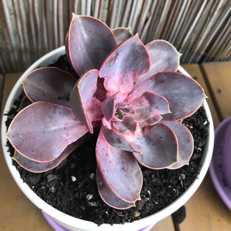plant image 660925 plant image 660925