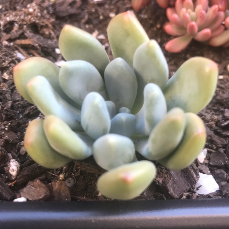 plant image 664755