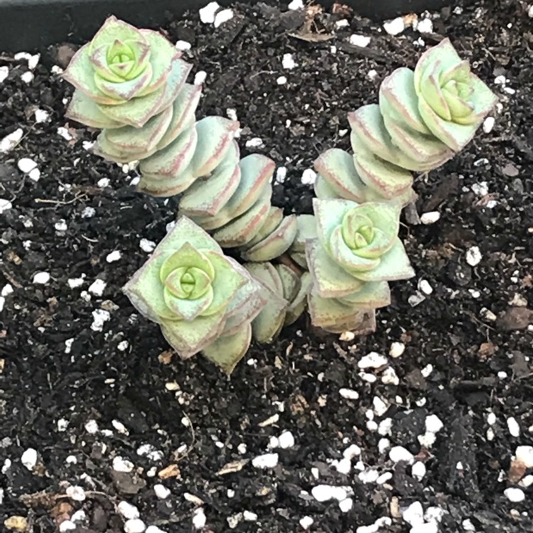 plant image 666128 plant image 666128