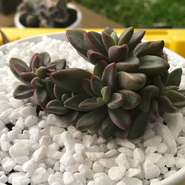 plant image 708022