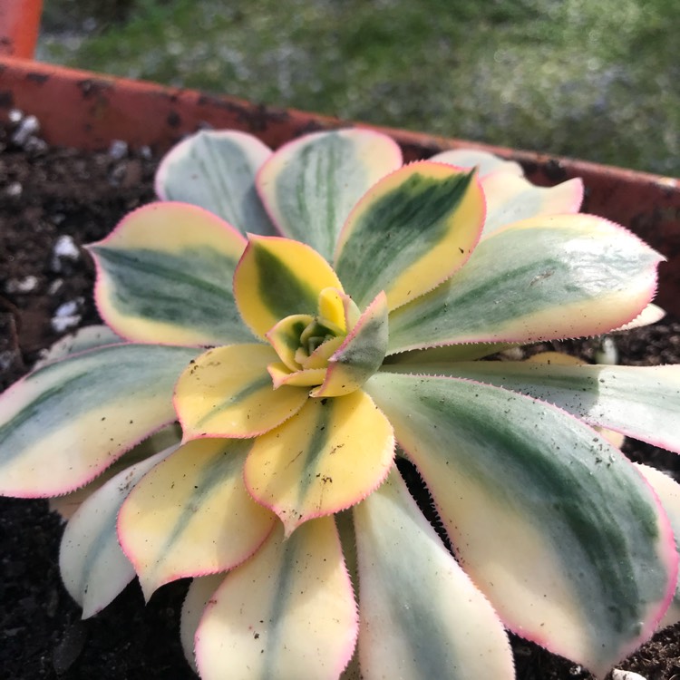 plant image 715135