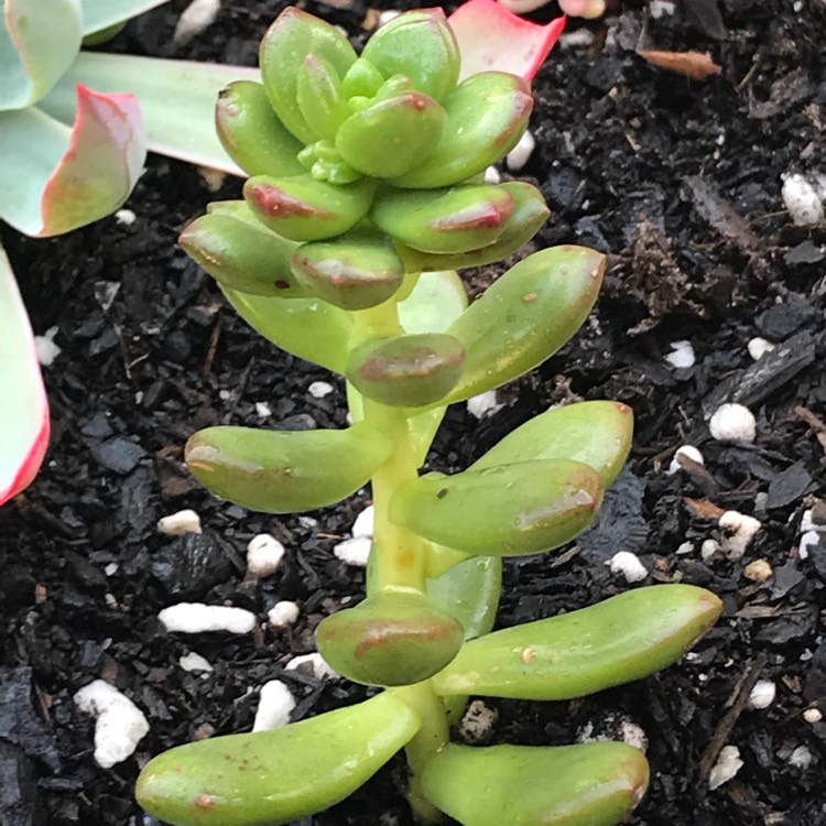 plant image 730598