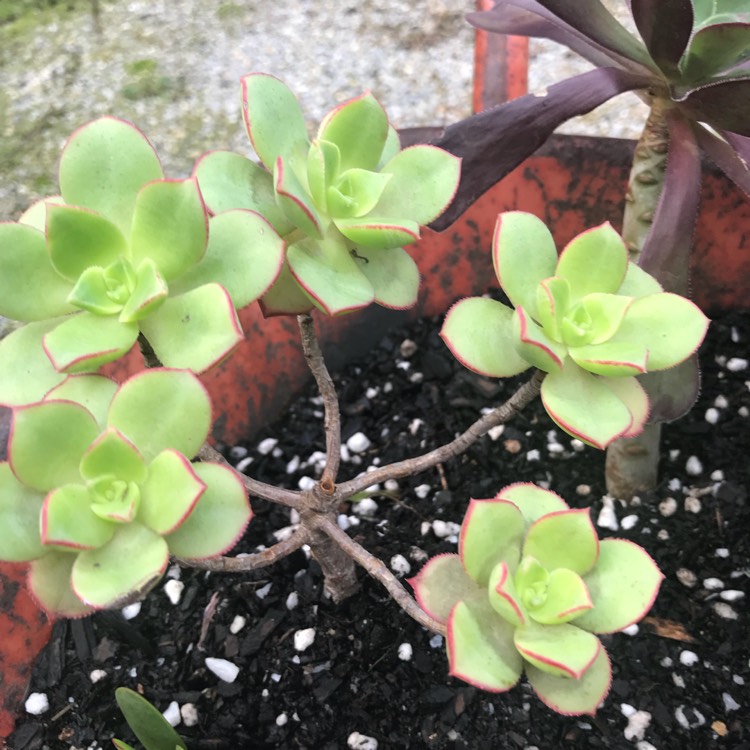 plant image 835761