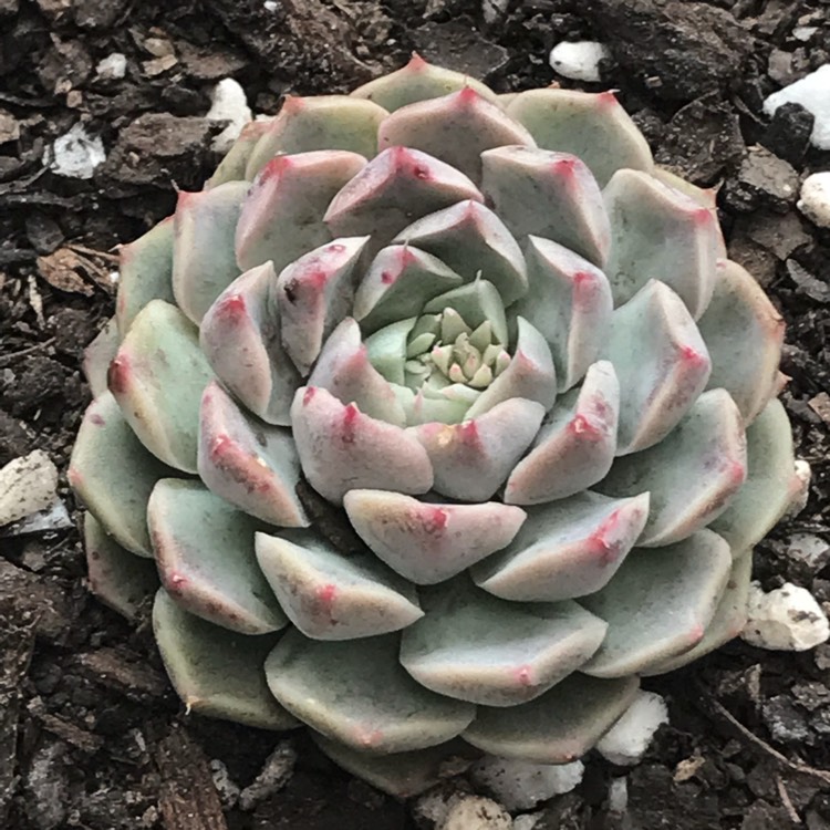 Plant image Echeveria Hyalina