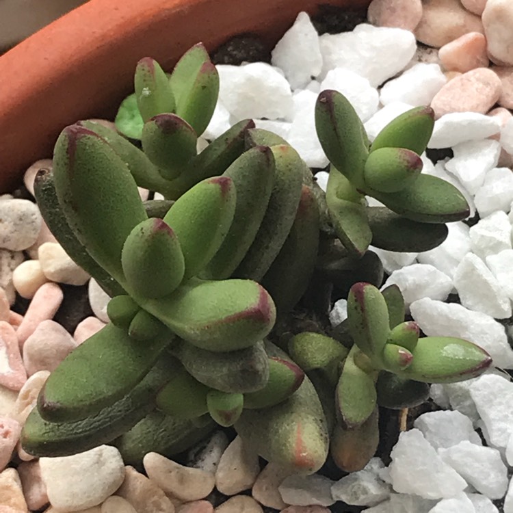 plant image 858388 plant image 858388