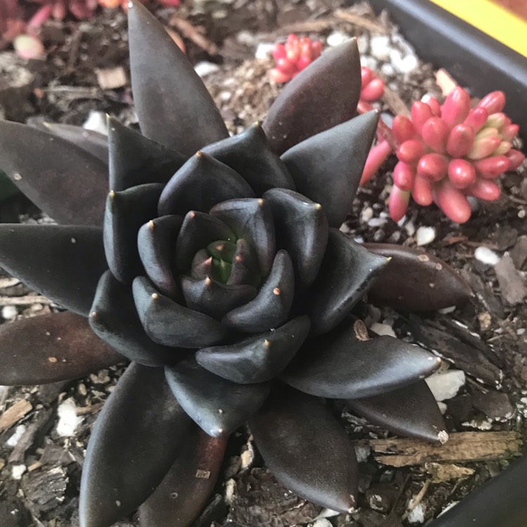 plant image 862975