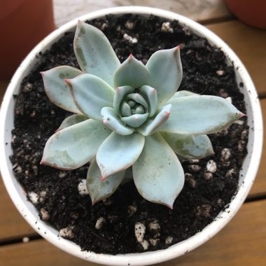 Echeveria Blue Bird
