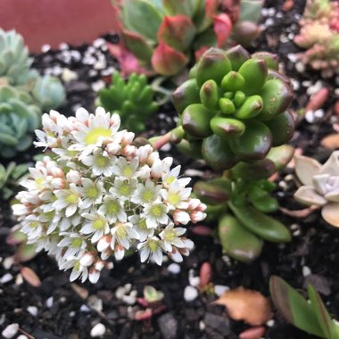 Sedum Lucidum Obesum