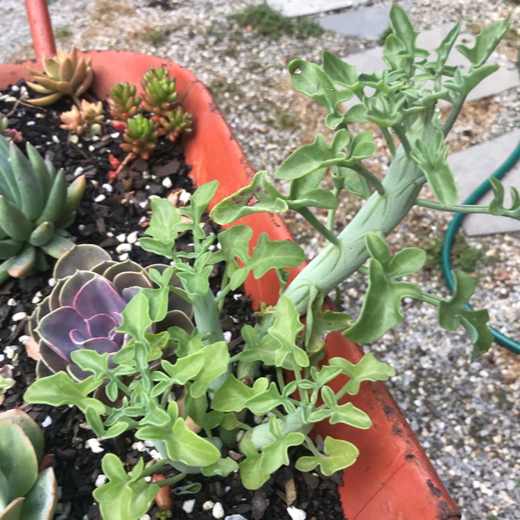 plant image 874489 plant image 874489