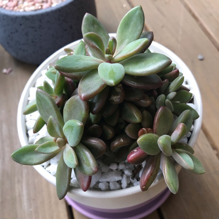 plant image 887619