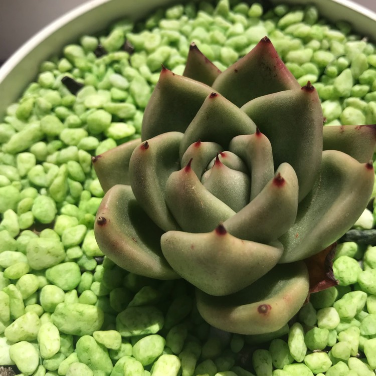 plant image 889434 plant image 889434