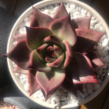 Echeveria Agavoides Romeo
