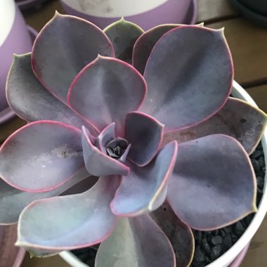 Echeveria Purple Pearl