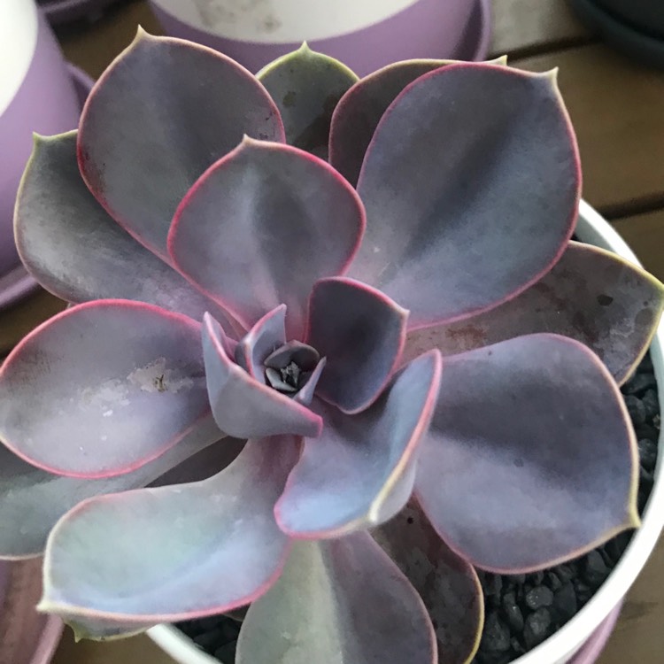 Plant image Echeveria Purple Pearl