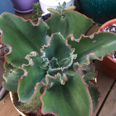 Echeveria Dick's Pink