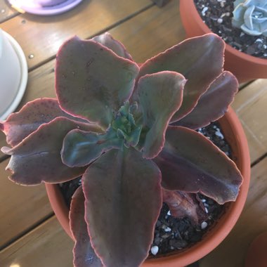 Echeveria Mary Too